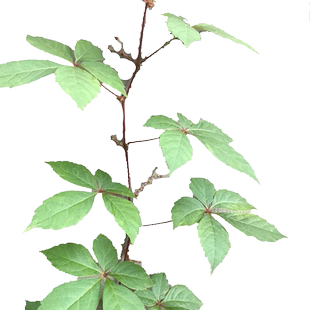 攀援爬藤植物五叶地锦苗三叶爬山虎大苗红叶爬墙虎苗紫藤苗凌霄苗