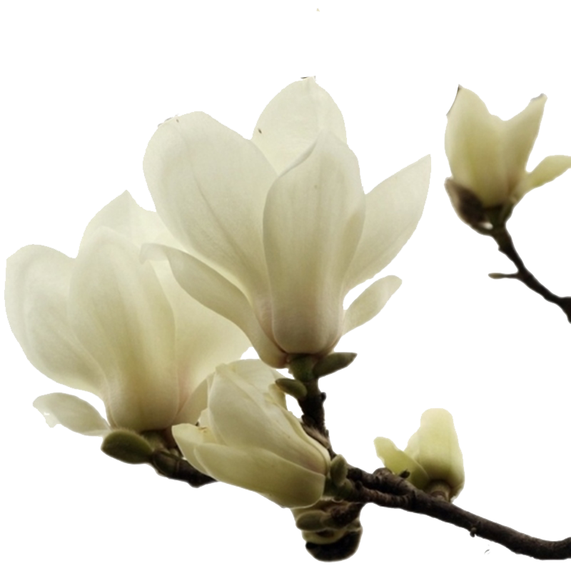紫玉兰树苗庭院花卉红白黄玉兰树