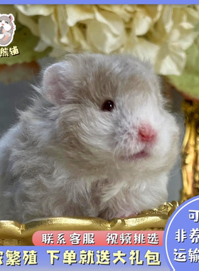 家养金丝熊超级可爱长毛波利纹巨型仓鼠金丝熊活物下单就送大礼包