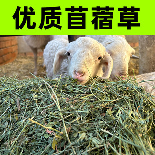 苜蓿草干草马吃的草牛羊羊驼草料饲料紫花苜蓿草喂羊的草宠物