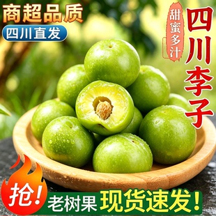 现摘四川正宗青脆脱骨李脆李清脆李子新鲜应季茵红李半边红汶川5