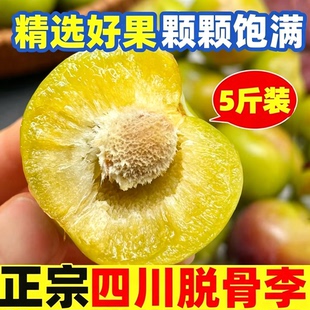 现摘四川正宗青脆脱骨李脆李清脆李子新鲜应季茵红李半边红汶川5