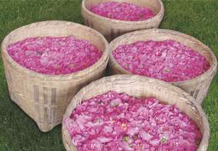 亮白淡ban晨曦之水 爷爷亲配玫瑰纯露 珍藏 超水嫩呢 奶奶说