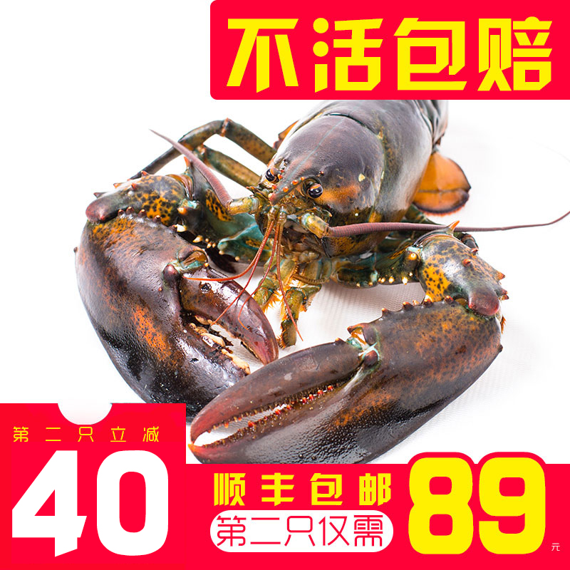 ²¨Ê¿¶ÙÁúϺÏÊ»î´óÁúÏºÌØ´ó²¨Áú°ÂÁúº£ÏÊË®²ú450-500gÏÊ»î°ÄÖÞÁúϺ