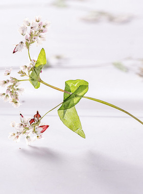 荞麦花 天然真花植物标本DIY滴胶压花手机壳美甲拍照脸部装饰相框