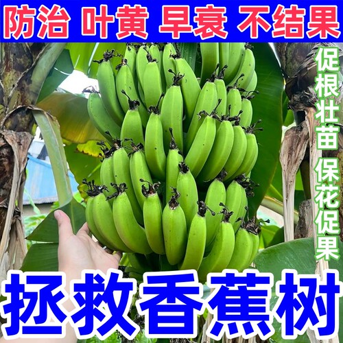 治香蕉树黄叶叶斑早衰枯萎生长慢