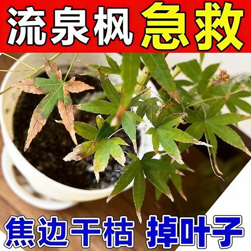 治流泉枫黄叶焦边干枯烂根掉叶子