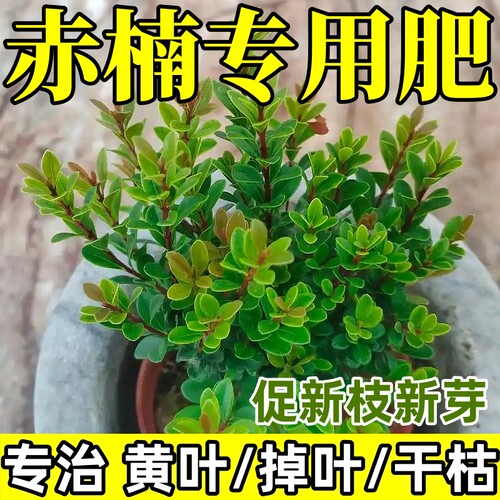 治赤楠黄叶掉叶干枯枯萎烂根
