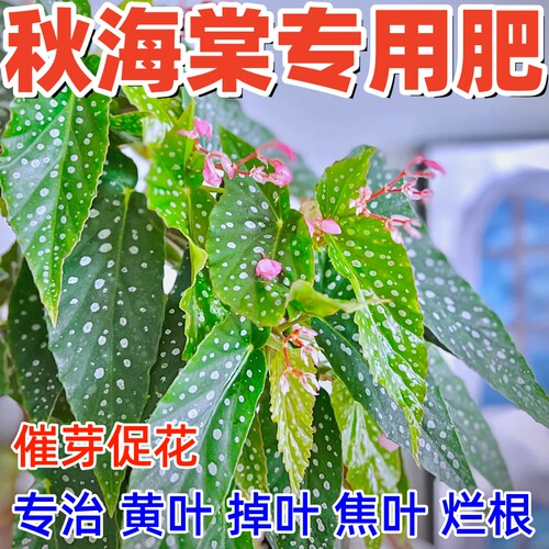 治海棠花黄叶掉叶焦叶烂根