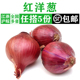 红洋葱500g 食用调料香料配菜 圆葱新鲜蔬菜 紫皮洋葱 大洋葱头