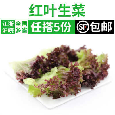 红叶生菜新鲜沙拉轻食蔬菜