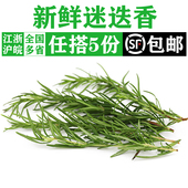 新鲜迷迭香100g 可食用迷迪香西餐煎牛排烧烤烘焙香料调料配料