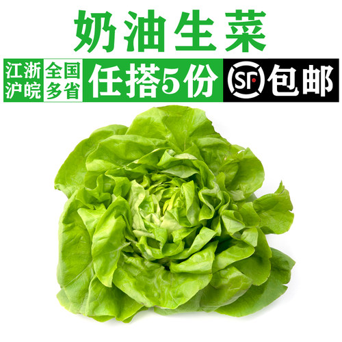 新鲜奶油生菜250-500g 波士顿生菜生吃沙拉蔬菜西餐色拉食材配菜 - 封面