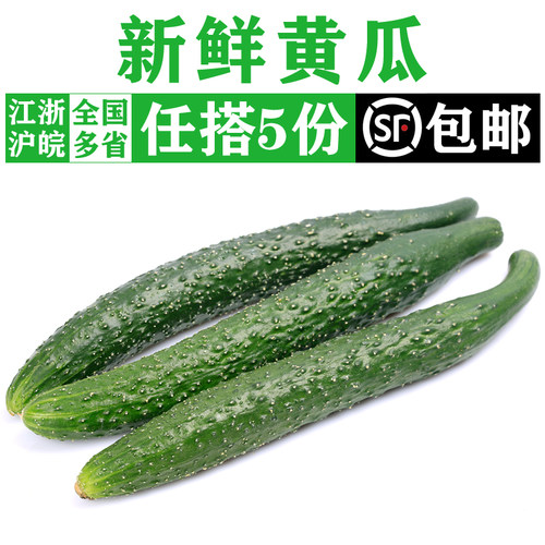 新鲜带刺黄瓜500g 大黄瓜长黄瓜水果刺黄瓜生吃凉拌蔬菜沙拉食材