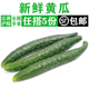 新鲜带刺黄瓜500g 大黄瓜长黄瓜水果刺黄瓜生吃凉拌蔬菜沙拉食材