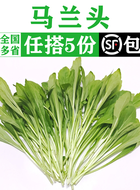 新鲜马兰头500g 鸡儿肠上海本地农家绿色蔬菜凉拌食材红梗野菜