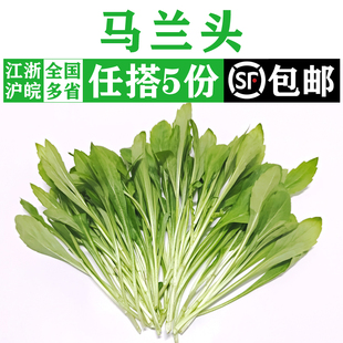 新鲜马兰头500g 鸡儿肠上海本地农家绿色蔬菜凉拌食材红梗野菜