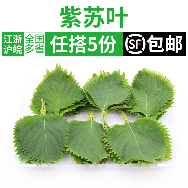 新鲜苏子叶烧烤烤肉配菜