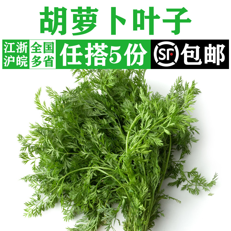 新鲜胡萝卜叶500g 胡萝卜缨 萝卜缨子胡萝卜叶子 新鲜蔬菜食用草