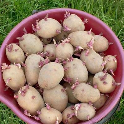 土豆种子带芽发货老品种原种