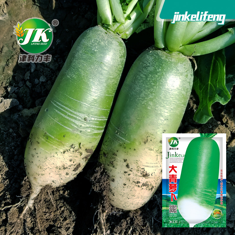 北方老品种大青萝卜种子大青皮绿萝卜籽秋季易种腌渍生吃罗卜种籽