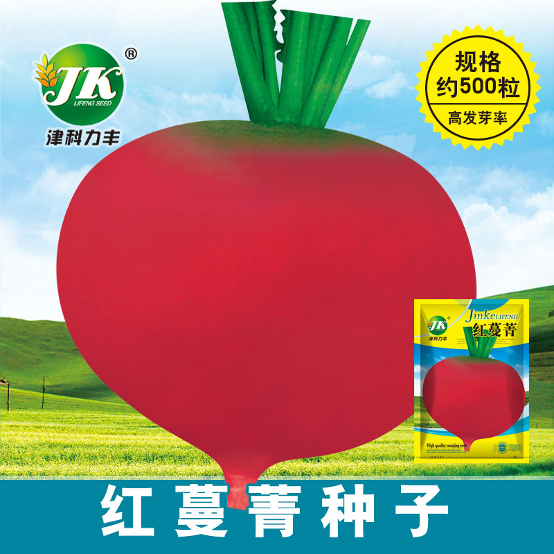 红蔓菁种子红色北方蔓茎种籽红皮白肉蔓菁籽秋播疙瘩菜籽腌渍咸菜