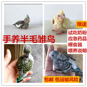 雏鸟半毛会说话小鸟玄凤鹦鹉活体鸟虎皮幼鸟牡丹观赏鸟手养鸟