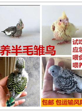 雏鸟半毛会说话小鸟玄凤鹦鹉活体鸟虎皮幼鸟牡丹观赏鸟手养鸟
