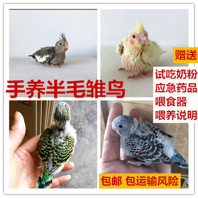 玄凤幼鸟宠物鸟手养活鸟虎皮鹦鹉