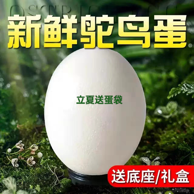 新鲜鸵鸟蛋送礼佳品食用驼鸟蛋农鸡蛋