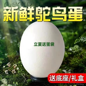 新鲜鸵鸟蛋送礼佳品食用驼鸟蛋农场直销新鲜超特大号端午节特惠