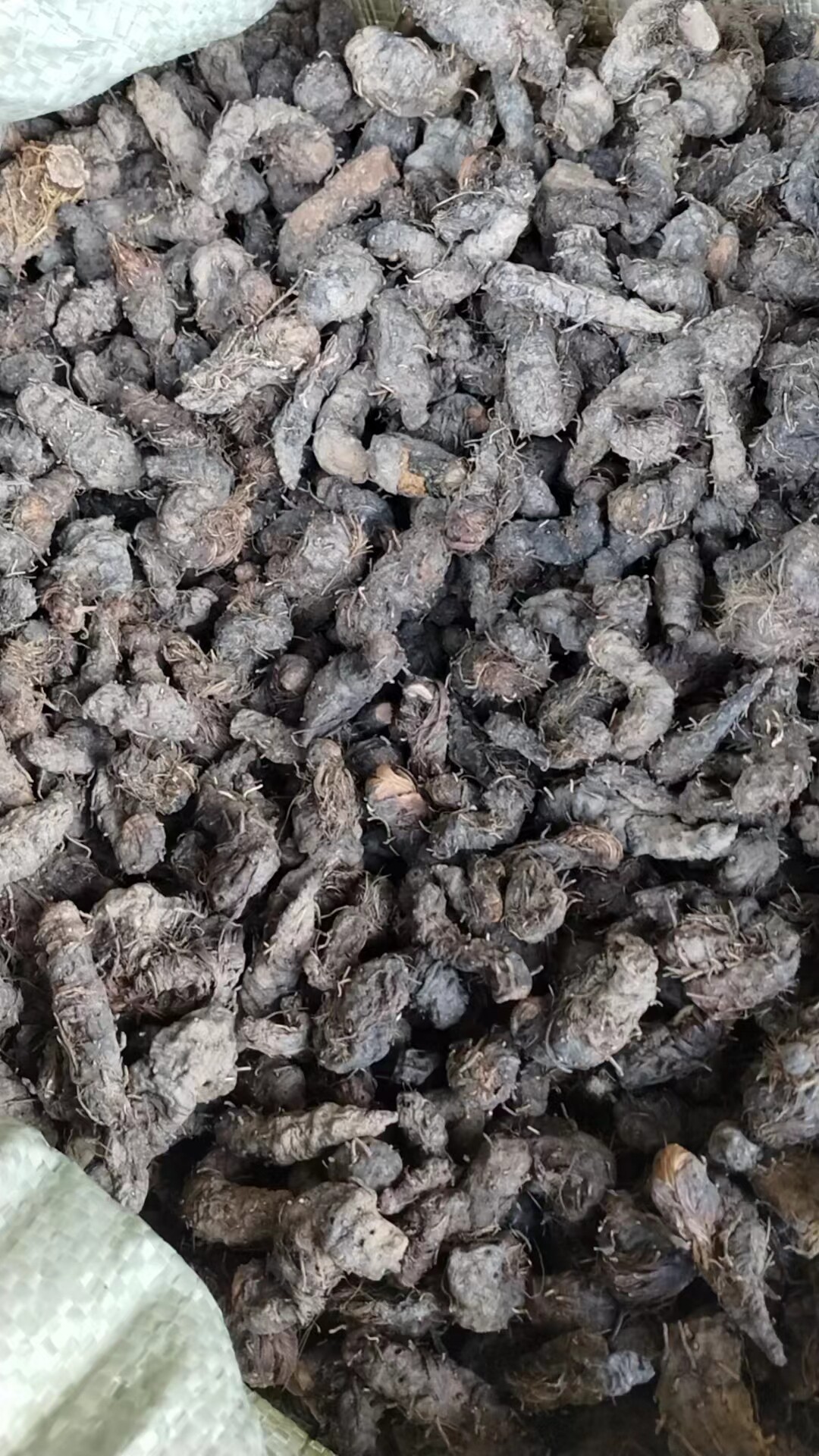 纯天然化骨莲中药材红蚤休紫参 拳参 山虾 草河车 倒根草现货包邮