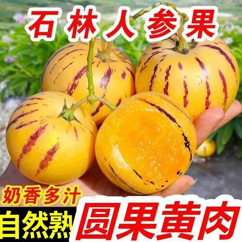 人参果新鲜水果云南石林黄心圆果树上熟七彩人生果应当季整箱包邮