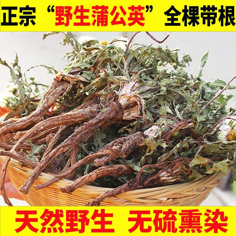 野生蒲公英正品特级中药材 猫爪草夏枯草蒲公英干婆婆丁蒲公英根