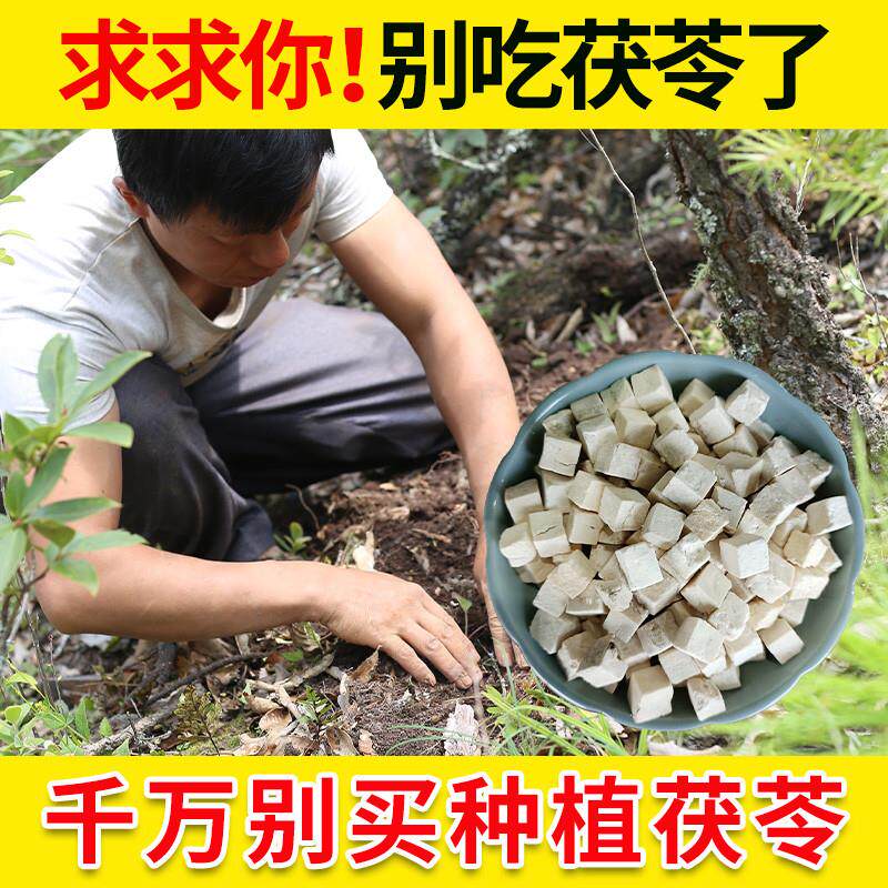 正品茯苓干货块500g可搭配酸枣仁白术山楂煲汤非云南