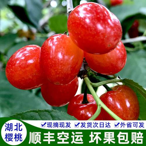 湖北十堰房县小樱桃国产土樱桃本地新鲜应季水果现摘非四川黄樱桃