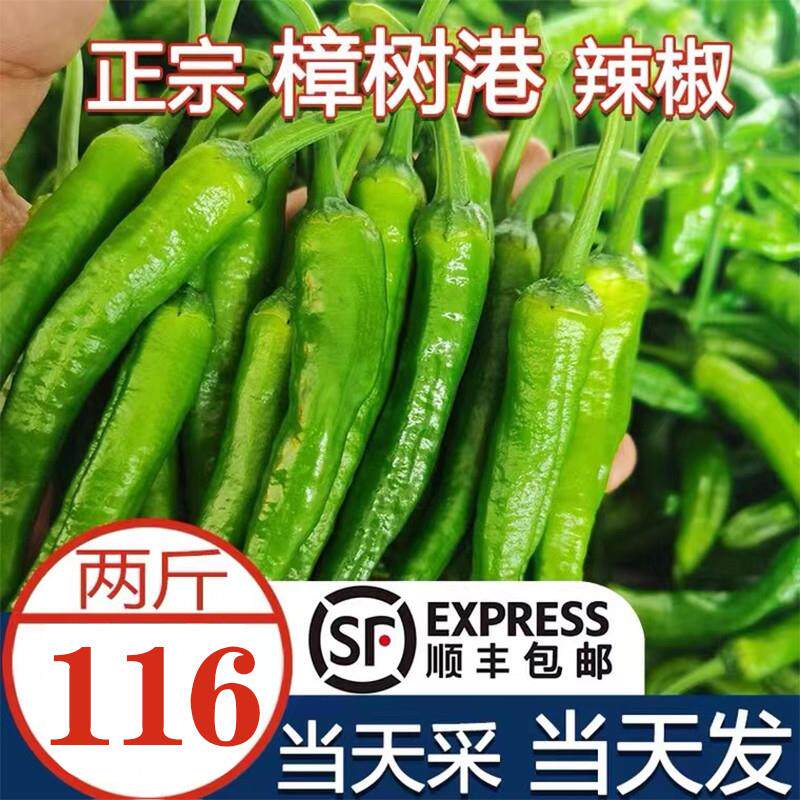 湖南正宗樟树港辣椒农家特产新鲜纯绿色采摘原产地直发顺丰包邮