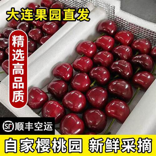 大连樱桃大连美早樱桃新鲜大樱桃当季水果孕妇大连美早大樱桃果园