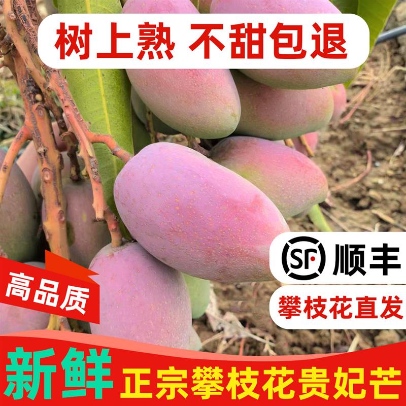 四川攀枝花贵妃芒果新鲜应当季纯甜特大果孕妇水果树上熟整箱礼盒