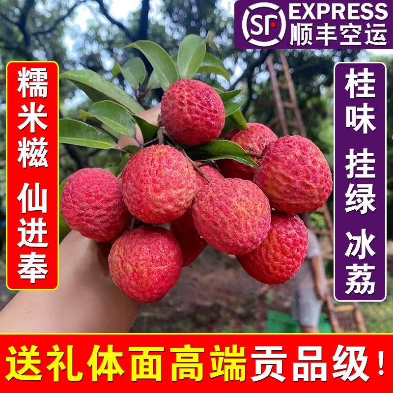广东茂名高州老树糯米糍新鲜荔枝冰荔观音绿仙桂进奉挂味绿现摘果