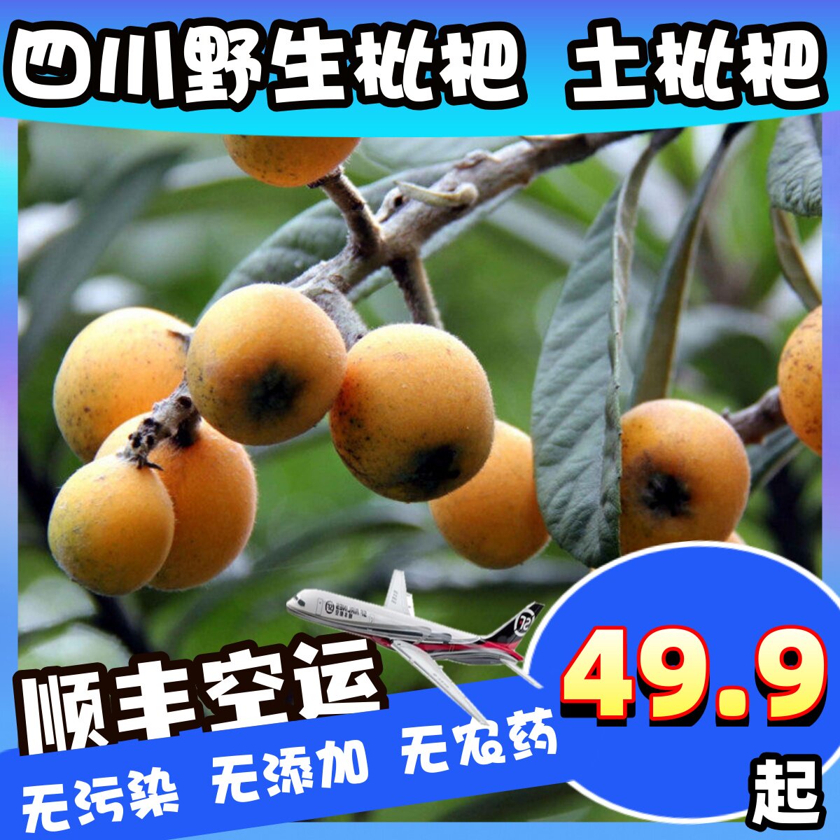 顺丰空运四川野生枇杷高山土琵琶新鲜孕妇水果纯天然无污染当季野