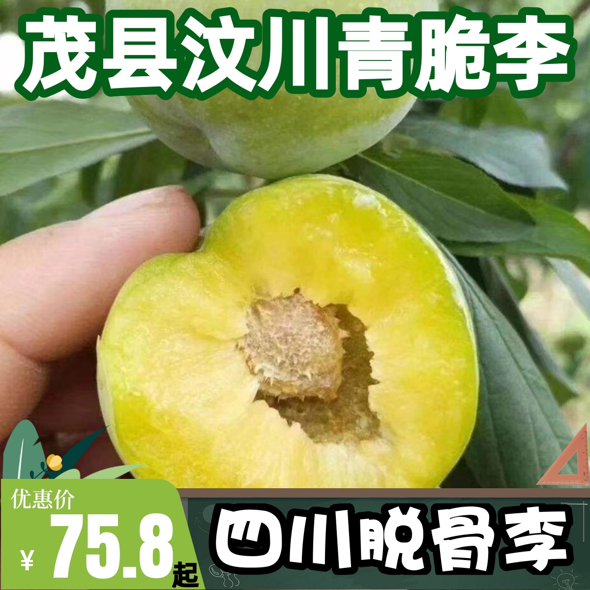 四川青脆李子茂县汶川脆甜土李子脱骨空心新鲜孕妇水果现摘中通