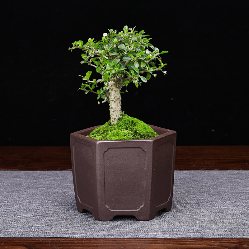 紫砂花盆粗陶小口径精品陶瓷桌面六方竹子老桩盆景盆多肉菖蒲清仓