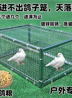 鸽子器祇进不出门天落网笼户外收鸽笼逮扑捕抓鸽子神器陷阱