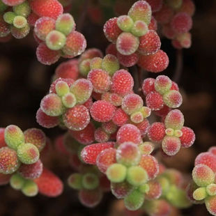 金桔糖球枝干番杏多肉植物米粒钻石冰晶新手好养可爱造型小老桩