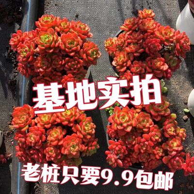 多肉火焰蒂亚植物盆栽多头花卉群生老桩组合精品绿植室内办公室