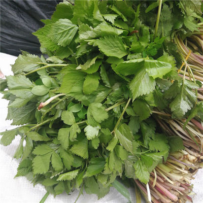 新鲜现挖野生嫩大叶芹东北大叶芹东北山菜新鲜山野菜山芹菜