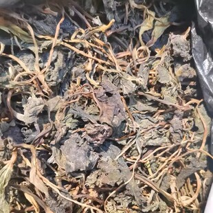 东北山野菜干特产野生山野菜干大耳毛野叶子山菜东风菜干一份包邮