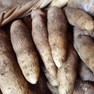 脚板薯秧苗脚白心毛薯参薯粉糯