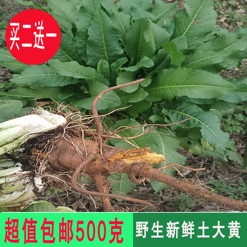 药材野生土大黄新鲜纯根叶子野菠菜金不换血三七化雪莲羊蹄根500g